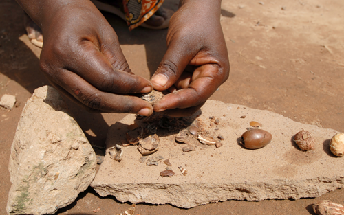 WILD VS. ORGANIC SHEA BUTTER